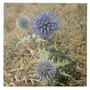 Azulejo De Cerâmica Quadrado cerâmico cardo flor azul