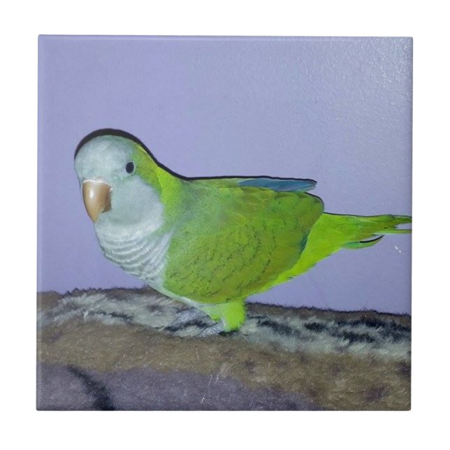 Azulejo De Cerâmica Quaker Parrot (Frente)