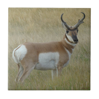 Azulejo De Cerâmica Quantia choruda do antílope de A1 Pronghorn
