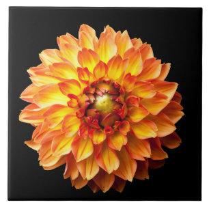 Azulejo De Cerâmica Quatro Queens Dahlia Flower