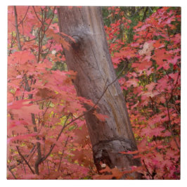 Azulejo De Cerâmica Queda a rosa em Sedona