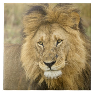 Azulejo De Cerâmica Quênia Masai Mara