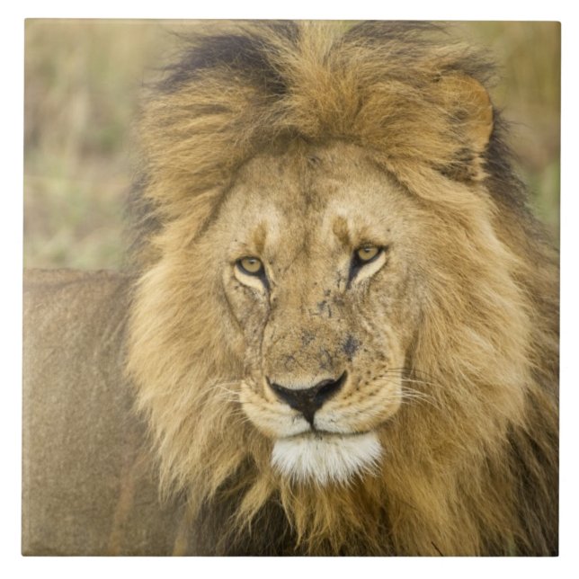 Azulejo De Cerâmica Quênia Masai Mara (Frente)