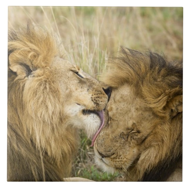 Azulejo De Cerâmica Quênia, Masai Mara (Frente)