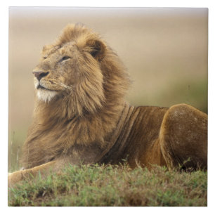 Azulejo De Cerâmica Quênia, Masai Mara   Leão macho