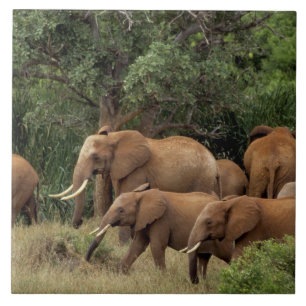 Azulejo De Cerâmica Quênia: Parque Nacional de Tsavo East, manada Afri