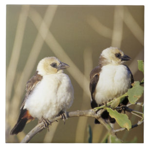 Azulejo De Cerâmica Quênia, Reserva Nacional de Samburu