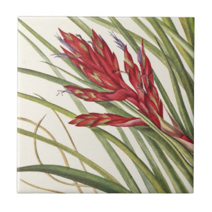 Azulejo De Cerâmica Quill-Leaf Tillandsia por Mary Vaux Walcott