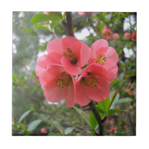 Azulejo De Cerâmica Quince de Flor