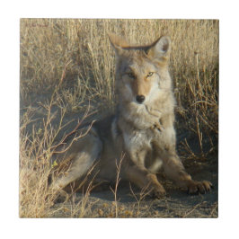 Azulejo De Cerâmica R15 Coyote Deitado