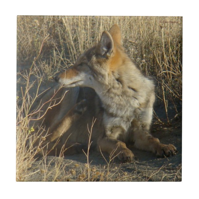 Azulejo De Cerâmica R16 Coyote Coçando (Frente)