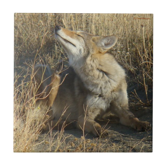 Azulejo De Cerâmica R17 Coyote Coçando (Frente)