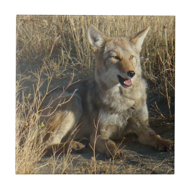Azulejo De Cerâmica R18 Coyote Lay (Frente)