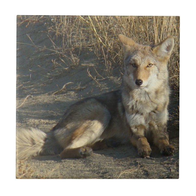 Azulejo De Cerâmica R19 Coyote Deitado (Frente)