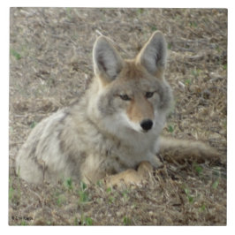Azulejo De Cerâmica R22 Coyote Deitado