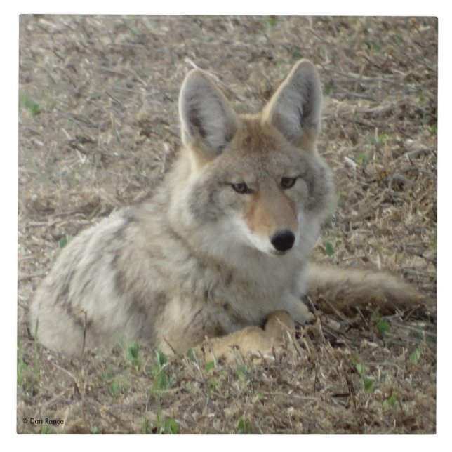 Azulejo De Cerâmica R22 Coyote Deitado (Frente)