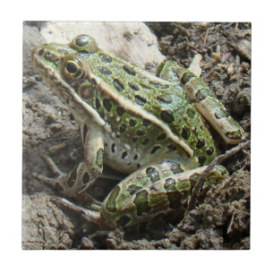Azulejo De Cerâmica R3 Sapo-Leopardo