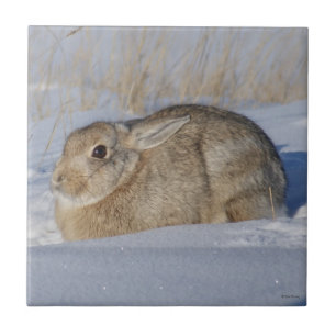 Azulejo De Cerâmica R5 Coelho Cottontail na Neve