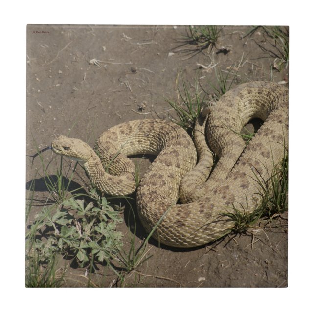 Azulejo De Cerâmica R6 Prairie Rattlesnake (Frente)
