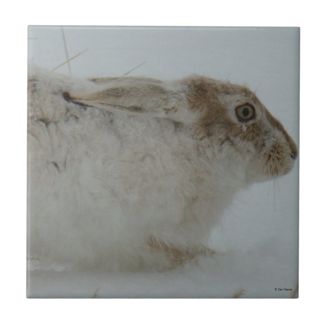 Azulejo De Cerâmica R7 Snowshoe Hare Head Shot (Frente)