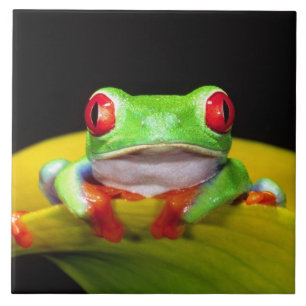 Azulejo De Cerâmica Rã-arbórea-de-olho-vermelho, Agalychinis callidrya