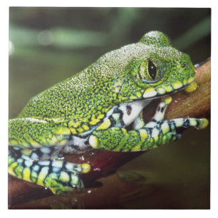 Azulejo De Cerâmica Rã-árvore de Olho Grande, Leptopelis vermiculatus,