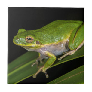 Azulejo De Cerâmica Rã-verde (Hyla cinerea) 2