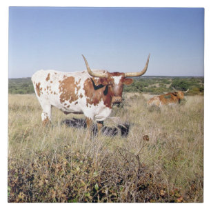 Azulejo De Cerâmica Raça de Texas Longhorn (foto)