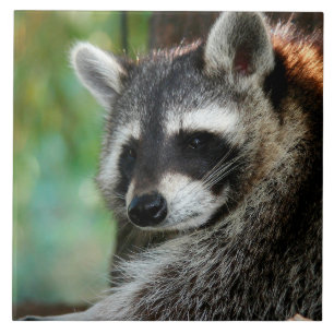 Azulejo De Cerâmica Raccoon 001