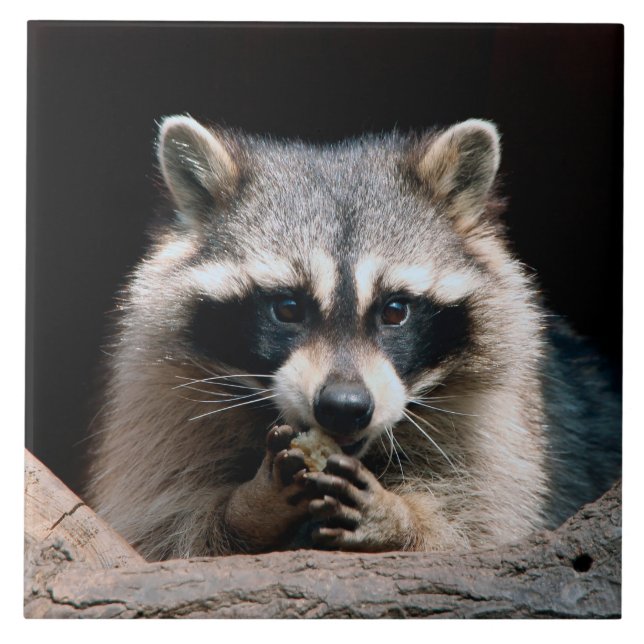 Azulejo De Cerâmica Raccoon 004 (Frente)