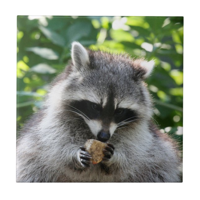Azulejo De Cerâmica Raccoon 004 (Frente)