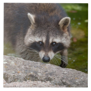 Azulejo De Cerâmica Raccoon faz contato direto com os olhos