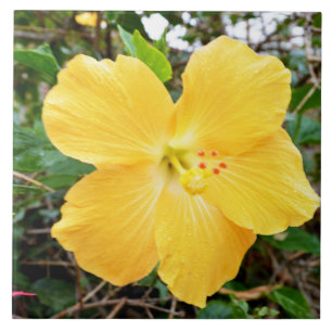 Azulejo De Cerâmica "Radiância do Ouro: Flor de Hibisco Amarelo em uma