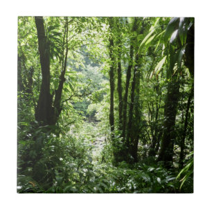Azulejo De Cerâmica Rain Forest II Tropical Verde