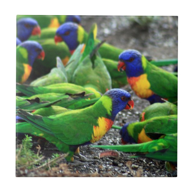 Azulejo De Cerâmica Rainbow Lorikeets australiano (Frente)