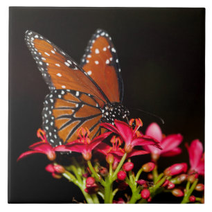 Azulejo De Cerâmica Rainha Borboleta sobre flores cor-de-rosa