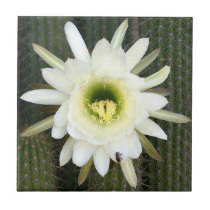 Azulejo De Cerâmica Rainha Da Flor De Cacto Noturno, Região Do Karoo