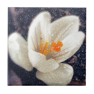 Azulejo De Cerâmica Rainy Day Crocus Flower