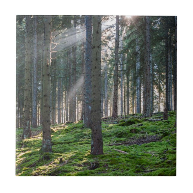 Azulejo De Cerâmica Raios de sol na Floresta Negra (Frente)