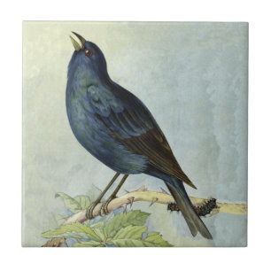 Azulejo De Cerâmica Ramificação bonito de aves pretas com lagarta