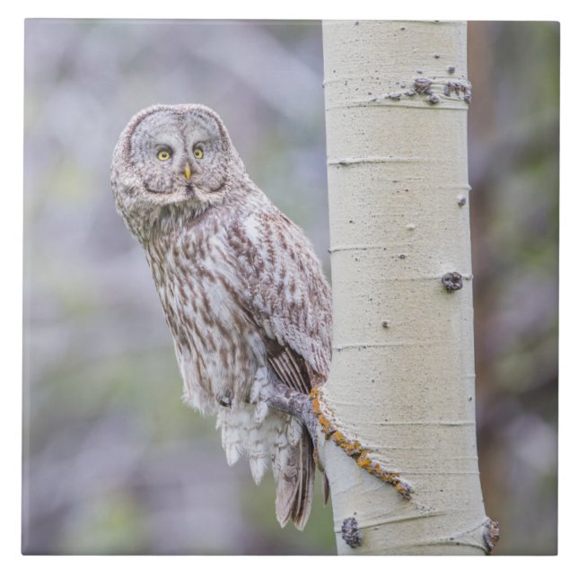 Azulejo De Cerâmica Ramificação da Árvore de excelente da Cinza (Frente)