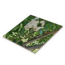 Ramificações de arbustos da White Mountain Laurel