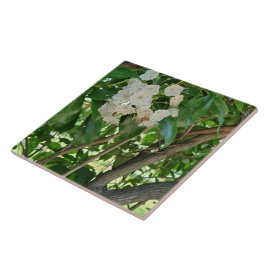 Azulejo De Cerâmica Ramificações de arbustos da White Mountain Laurel