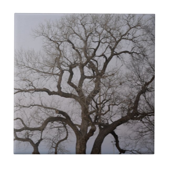 Azulejo De Cerâmica ramos (Frente)