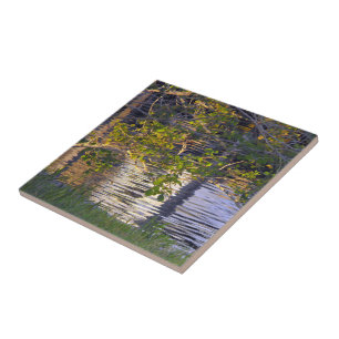 Azulejo De Cerâmica Ramos de árvore, luz solar, reflexão