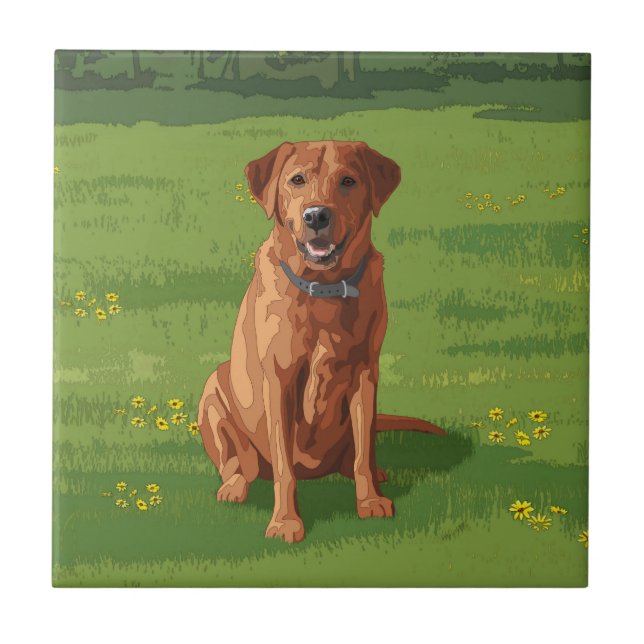Azulejo De Cerâmica Raposa Vermelha Amarelo Labrador Cão de Retriever (Frente)