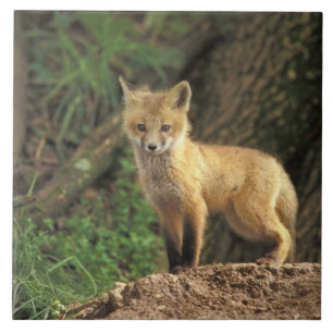 Azulejo De Cerâmica Raposa vermelha filhote na frente da toca (Vulpes