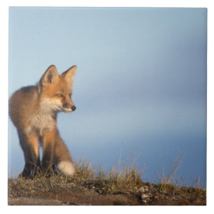 Azulejo De Cerâmica raposa-vermelha, Vulpes vulpes