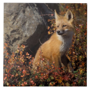 Azulejo De Cerâmica raposa-vermelha, Vulpes vulpes