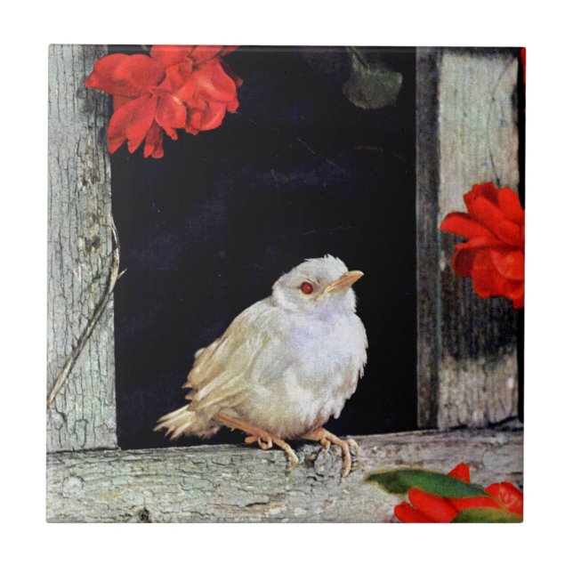 Azulejo De Cerâmica RARE albino robin (Frente)